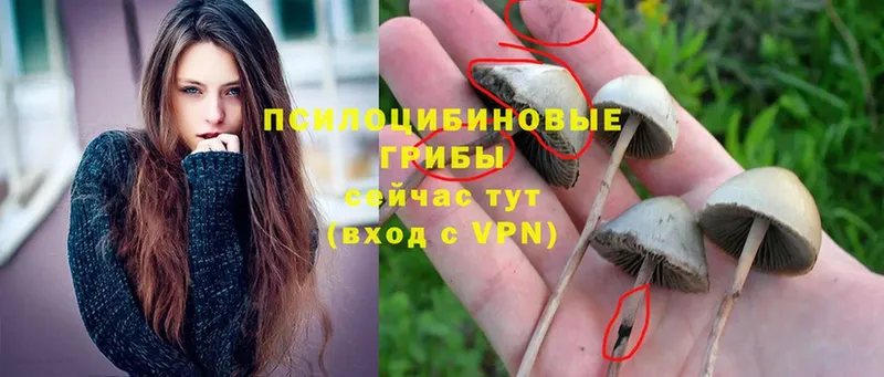 закладки  mega   Псилоцибиновые грибы Psilocybine cubensis  мориарти какой сайт  Яровое 